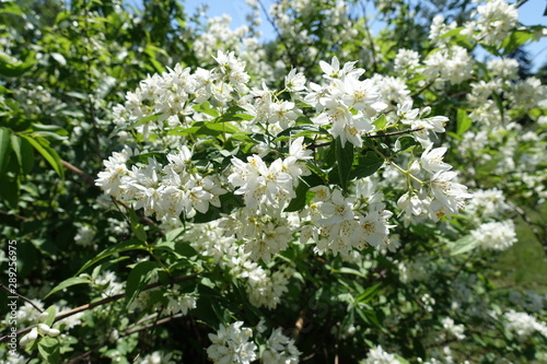 Lots of white flowers on branches of Deutzia in May
