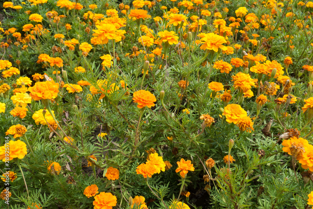 Dozens of bright orange flowers of Tagetes patula