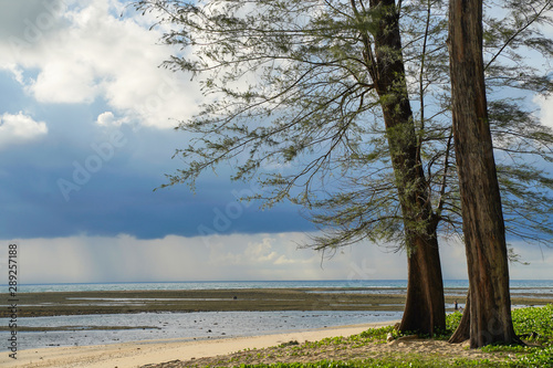 Sea pine forest in southern Thailand