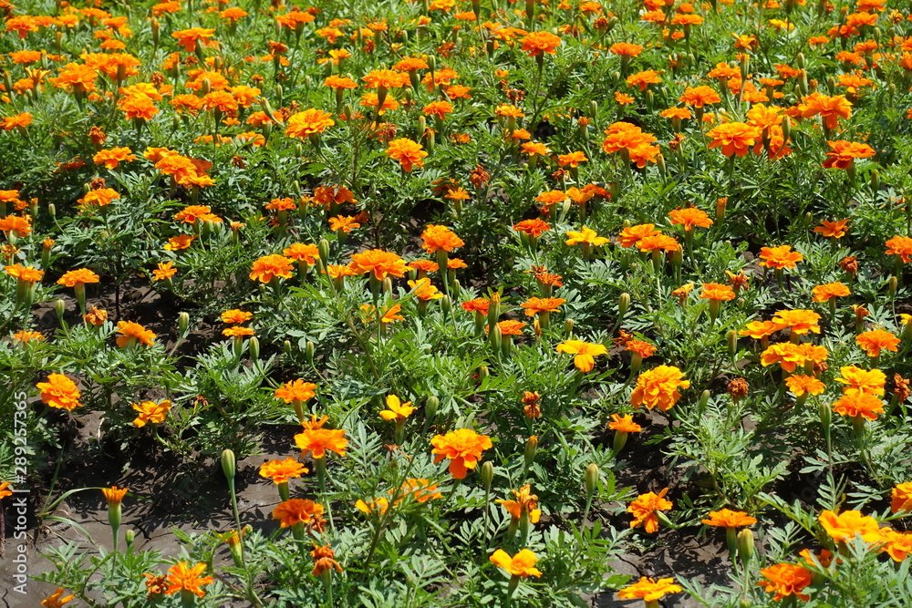 Many bright flowers of Tagetes patula in summer