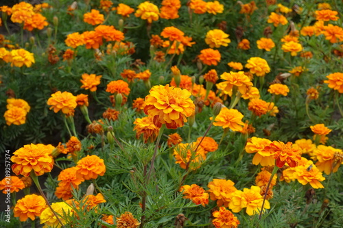 Multiple bright orange flowers of Tagetes patula in summer