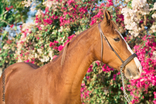 portrait of golden - chestnut Marwari mare agaist flower background. India photo