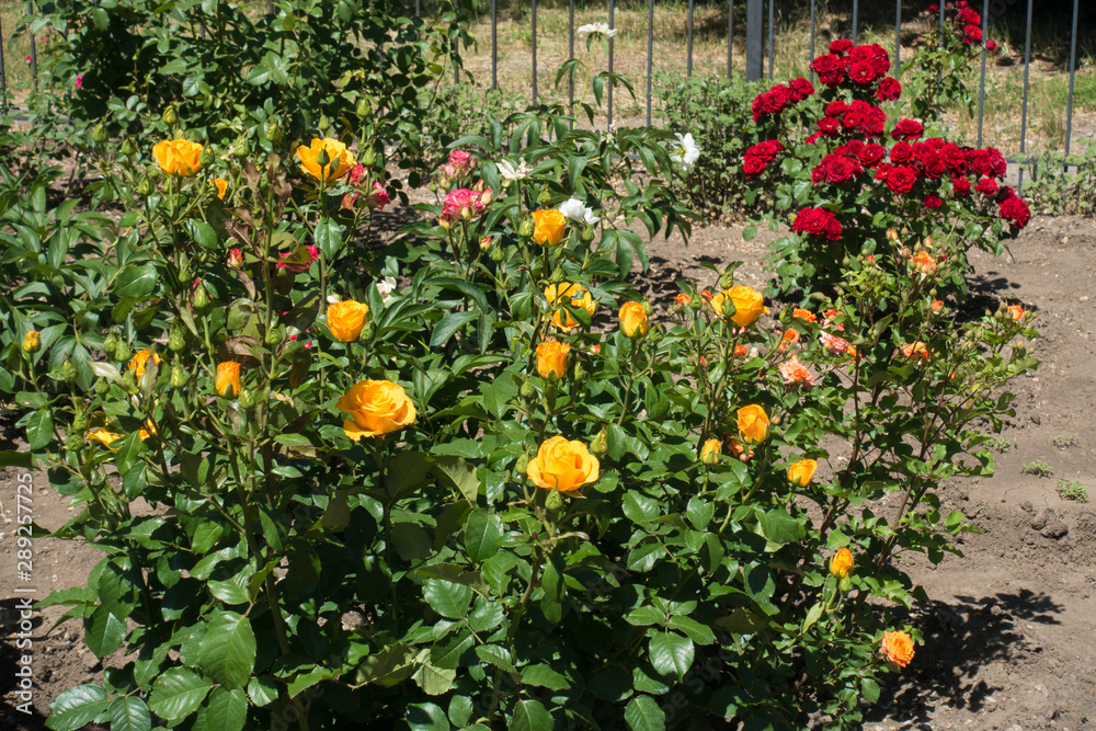 Amber yellow, pink and red rose bushes in the garden