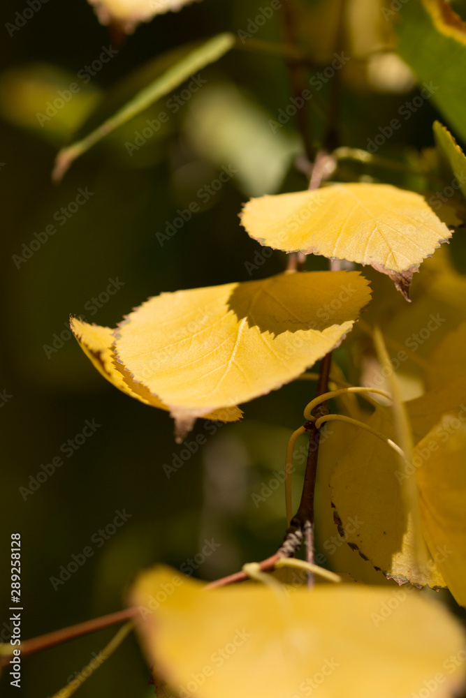 nature light on an yellow autumn leaves . beautiful autumn background nature light on an yellow autumn leaves . beautiful autumn background