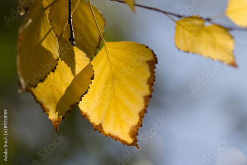 nature light on an yellow autumn leaves . beautiful autumn background 
