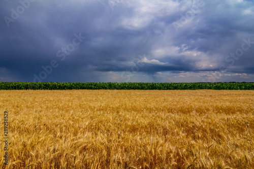 beautiful golden summer wheat field under a dense cloudy sky before a rain