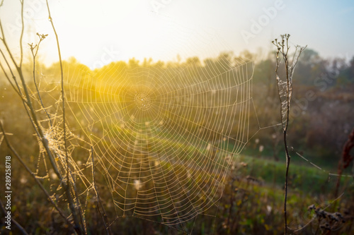 closeup spider web in a water drop at the early morning in a prairie, nice wild background