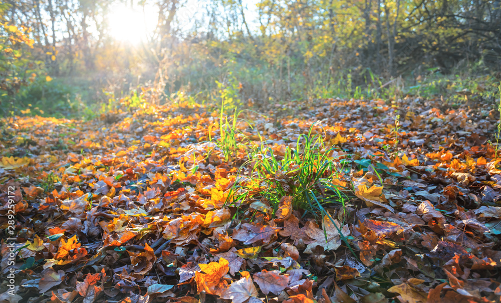 beautiful closeup autumn forest glade with dry leaves at the sunset, evening sun push through the golden autumn leaves beautiful closeup autumn forest glade with dry leaves at the sunset, evening sun push through the golden autumn leaves
