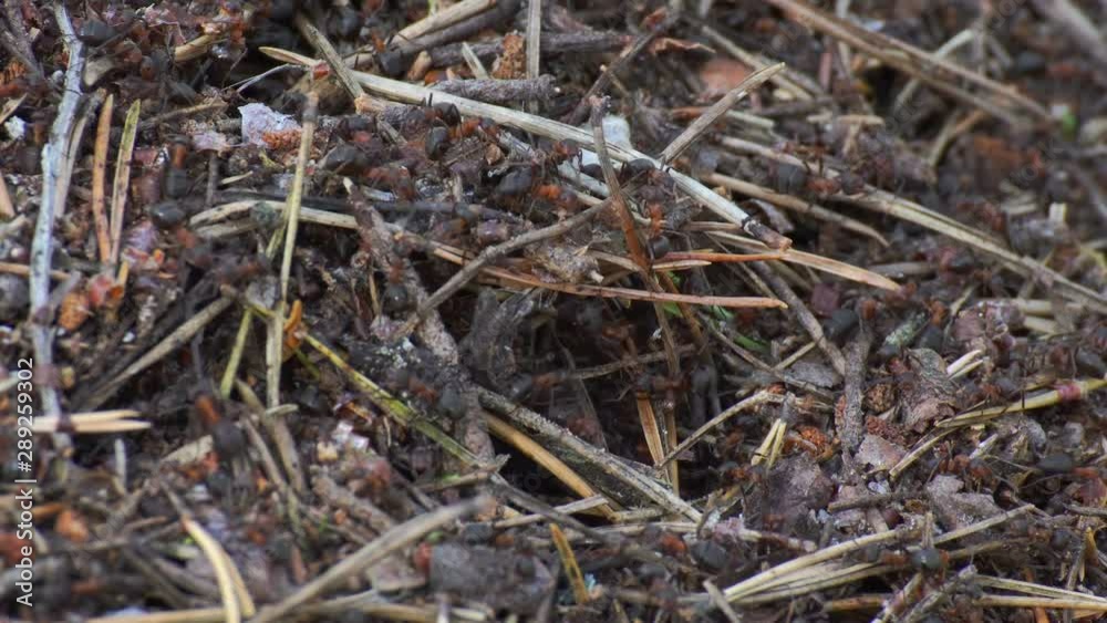 Ants life. Burrow in an anthill. Ants life. Burrow in an anthill.