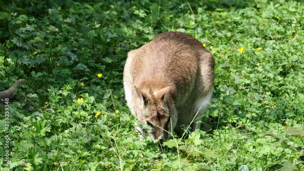 The agile wallaby, Macropus agilis also known as the sandy wallaby, is a species of wallaby found in northern Australia and New Guinea.