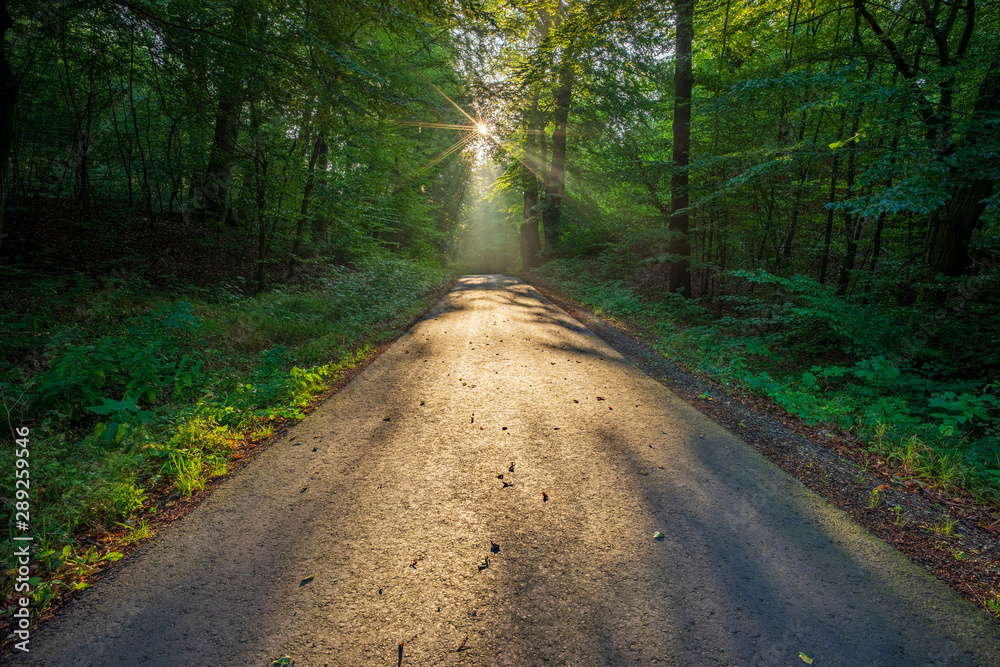 Fototapeta premium Wald-Wanderweg Hohenstein Süntel im Gegenlicht