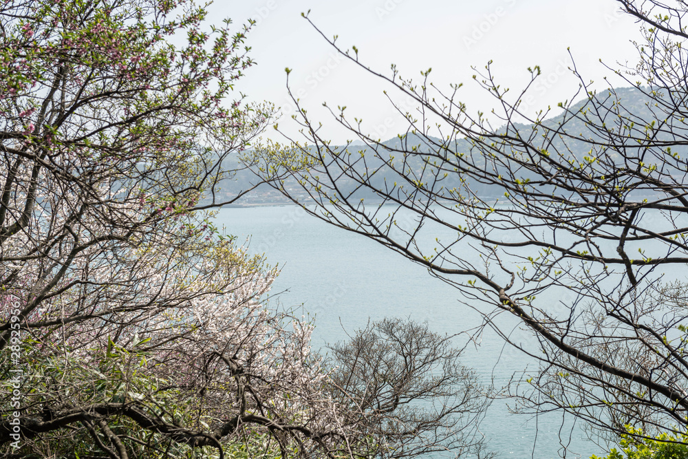 Fototapeta premium tree in the sky
