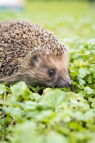 hedgehog on the grass