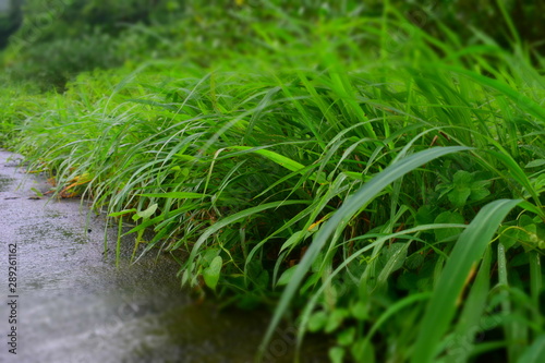 Green grass photography, Lush Green Grass 