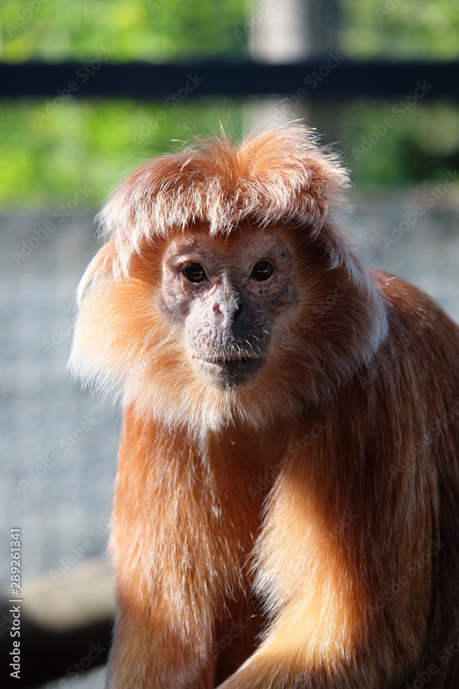 Obraz premium portrait of a Javan langur
