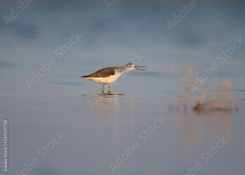 The common greenshank (Tringa nebularia) photographed in the blue water of the bay in soft morning light in a funny pose