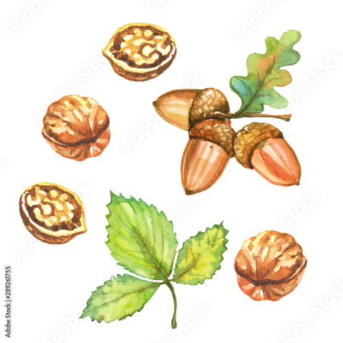 Set of watercolor autumn illustrations. Walnuts and acorns.