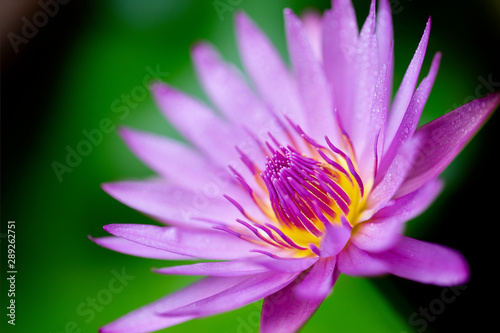 Pink lotus flower in the pool, blurred and select focus and space for text.