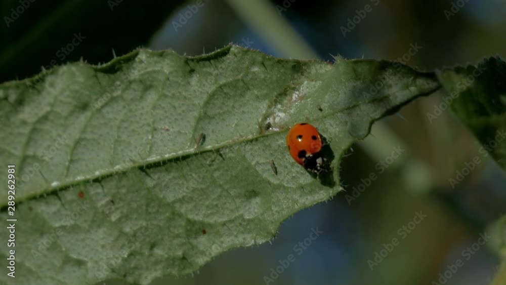 Ladybug sitting on a dark green prickly leaf Ladybug sitting on a dark green prickly leaf