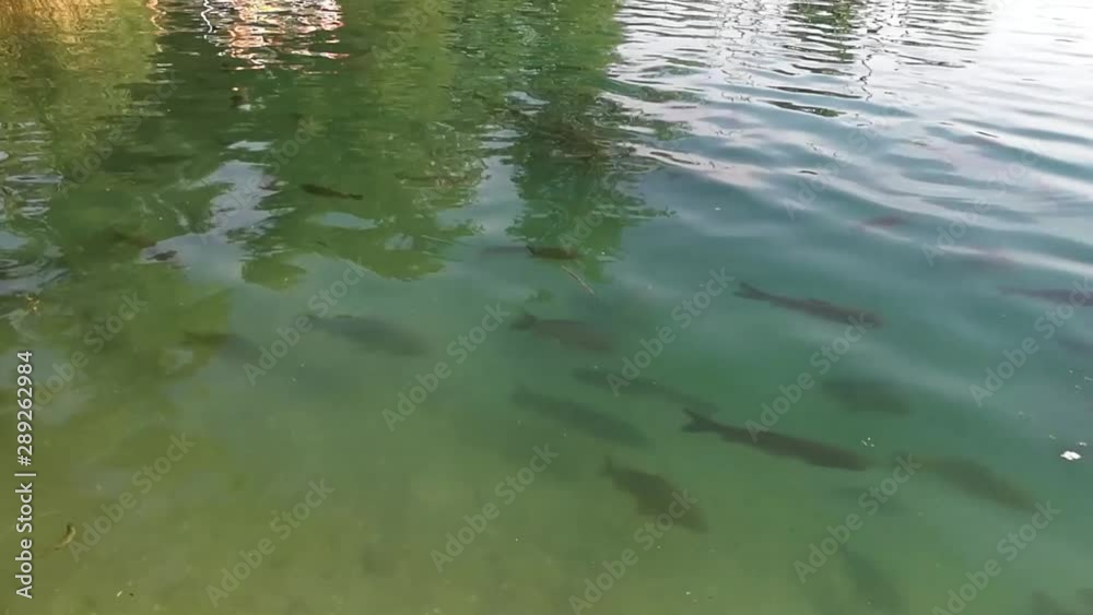 Fish swimming just under the surface of the clear lake water, SLOMO Fish swimming just under the surface of the clear lake water, SLOMO
