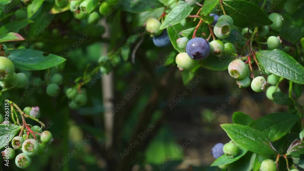 A slow dolly right closeup clip of blueberries on a bush with blurred robin running past in the background. A slow dolly right closeup clip of blueberries on a bush with blurred robin running past in the background.