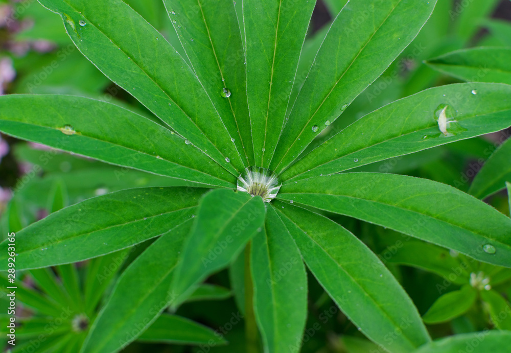 Lupinus or lupine leaf close up with blurred background Lupinus or lupine leaf close up with blurred background