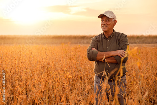 Senior farmer standing in soybean field examining crop at sunset.