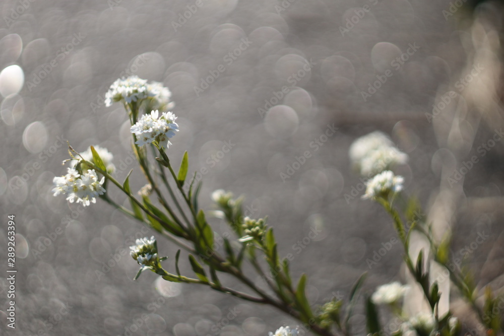 Macro Flovers Macro Flovers