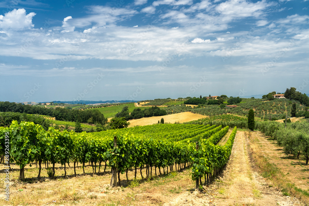 Summer landscape in Tuscany near Certaldo