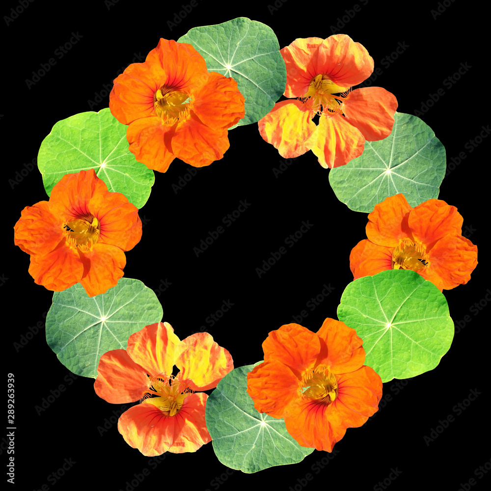 Beautiful floral circle of orange nasturtiums. Isolated Beautiful floral circle of orange nasturtiums. Isolated