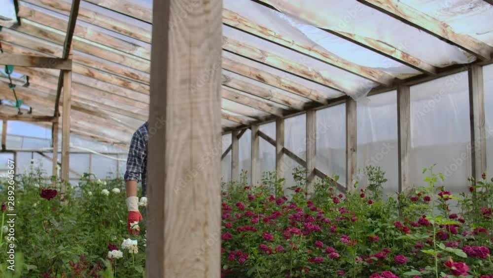 A male gardener is walking through a greenhouse with gloves looking and controlling the roses grown for his small business. Florist walks on a greenhouse and touches flowers with his hands. A male gardener is walking through a greenhouse with gloves looking and controlling the roses grown for his small business. Florist walks on a greenhouse and touches flowers with his hands.