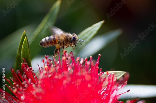 Bild auf Leinwand Bee