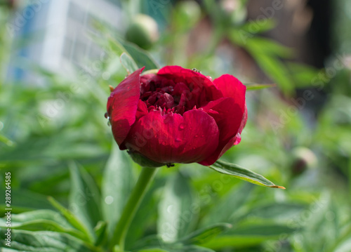 Fototapeta Naklejka Na Ścianę i Meble -  Beautiful red peony or paeony with buds and leaves
