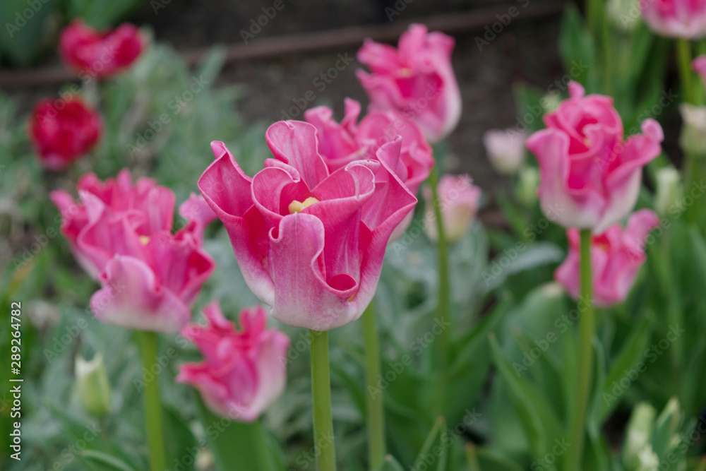 Pink tulip flower or flowering tulipa with bokeh Pink tulip flower or flowering tulipa with bokeh