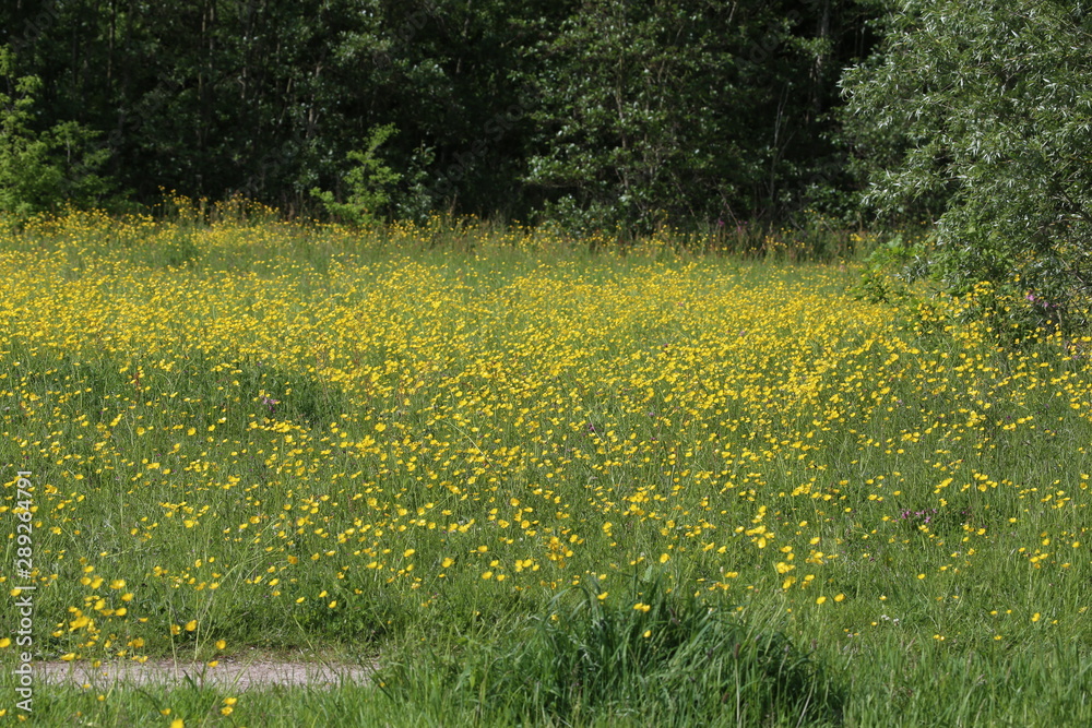 Buttercup meadow