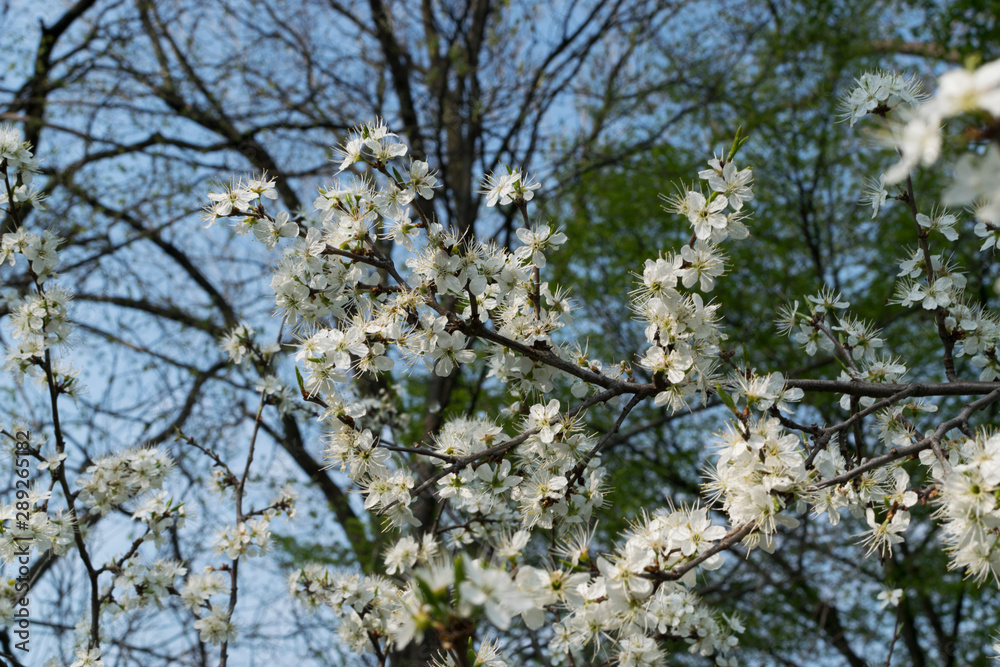 Beautiful Blossom Cherry Tree Flowers and Buds Beautiful Blossom Cherry Tree Flowers and Buds