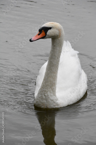 Fototapeta Naklejka Na Ścianę i Meble -  Beautiful swan swimming in the river. Portrait of a swan. Swan on the water. White Swan On Lake In Spring Forest 