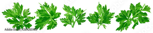 Parsley herb set isolated on white background. Package design element with clipping path