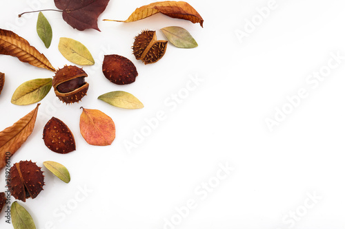 Autumn composition, frame made of acorns, chestnuts and dry leaves on white background. Flat lay, top view.