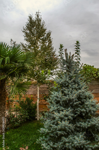Small garden fenced with iron grating in patio with birch, palm tree, silver spruce and fruit trees against the cloudy sky