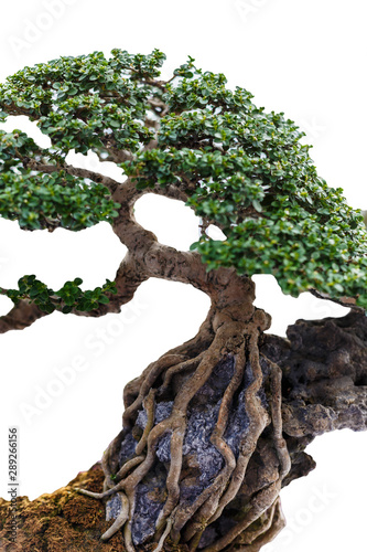 Close up of a knobby trunk of an old Snowrose Bonsai tree photo