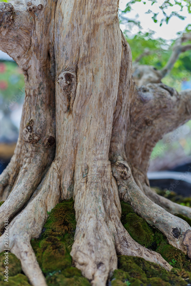 Close up of a knobby trunk of an old Snowrose Bonsai tree