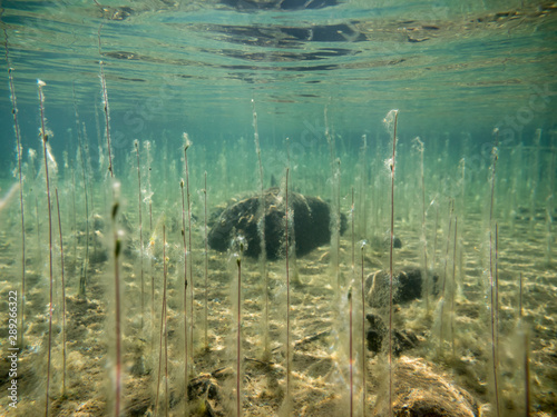 Water lobelia (Lobelia dortmanna) water plants growing in clear and shallow water. Filamentous algae attached on the stems.