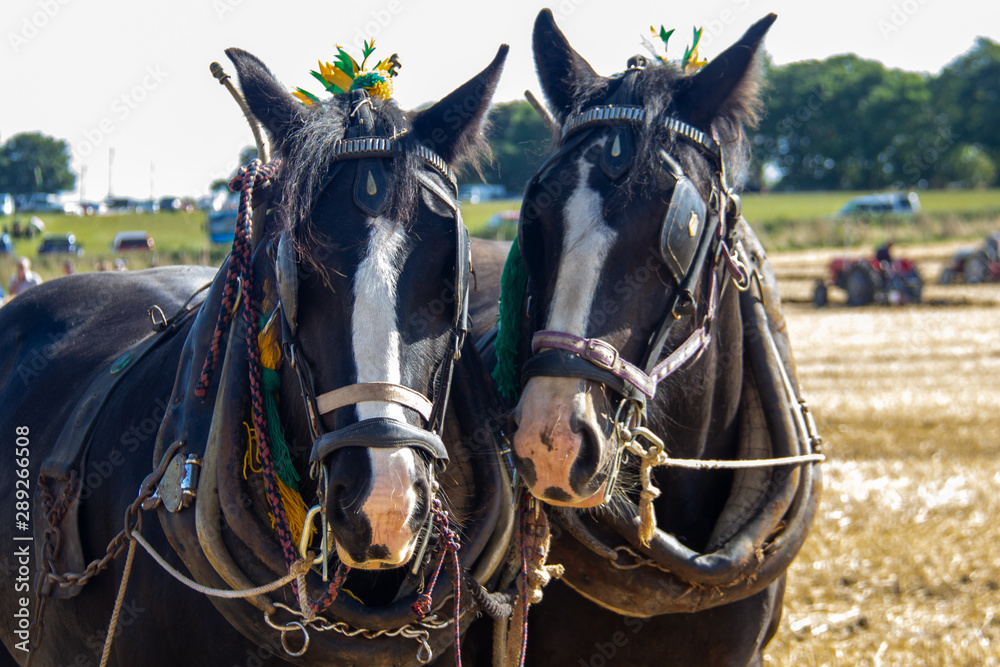 Fototapeta premium Shire Horses