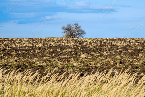 An isolated dry tree in the middle of a cultivated field. In the background is a blue sky and clouds.