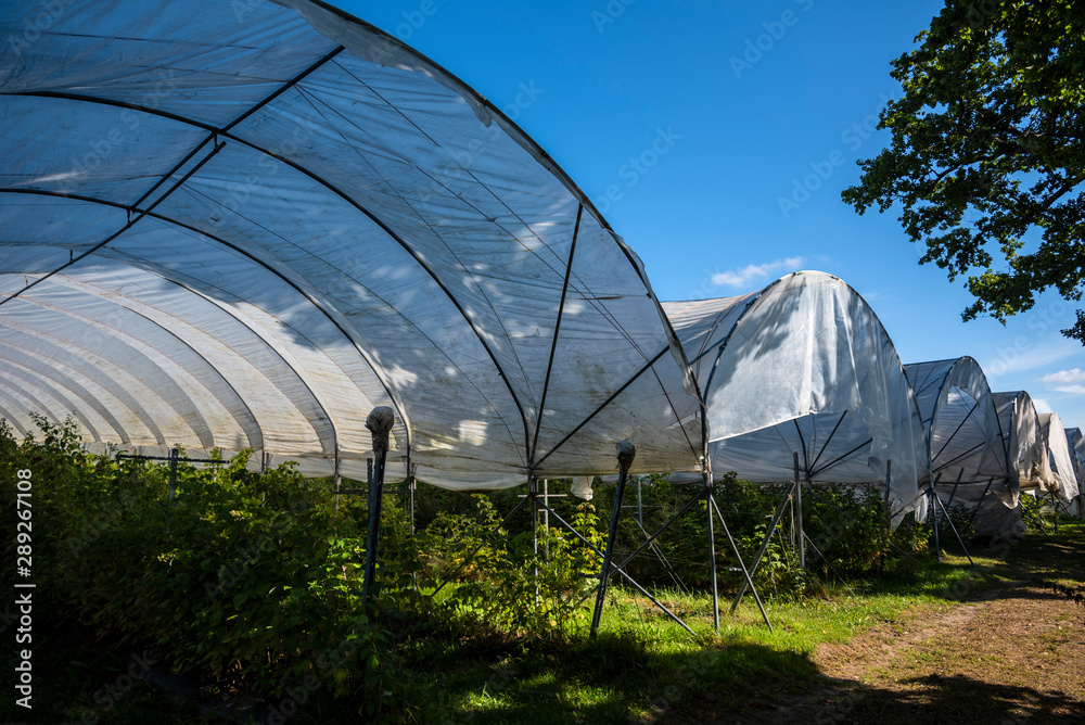 Protective tunnels for berries. Protective tunnels for berries.