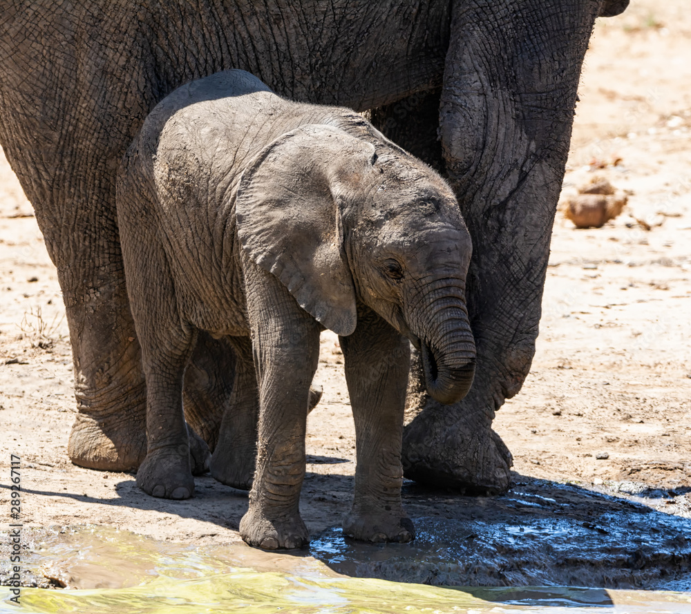 Obraz premium Elephant Calf