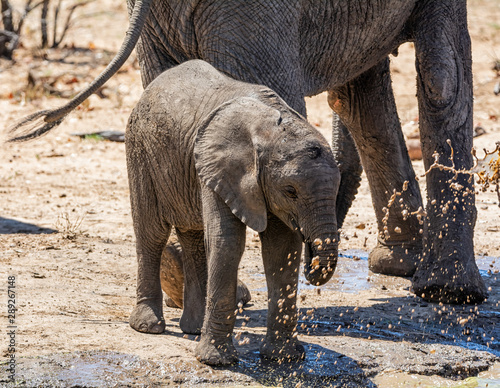 Elephant Calf