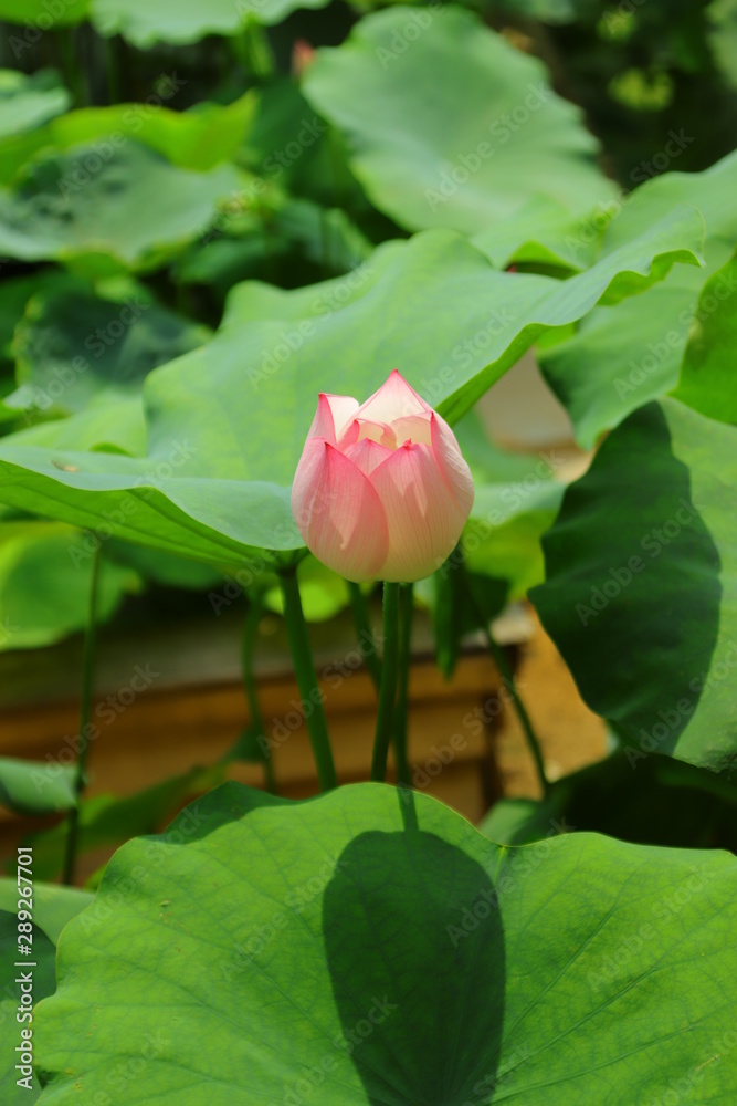 Lotus flower in Ho Tay flower valley, Hanoi Vietnam Lotus flower in Ho Tay flower valley, Hanoi Vietnam