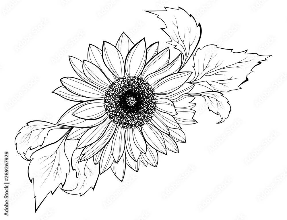 How to draw easy tattoo sunflower  sketch of sunflower  YouTube